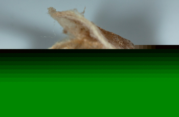 Neoalbertia constans cocoon